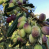 Olive Celline