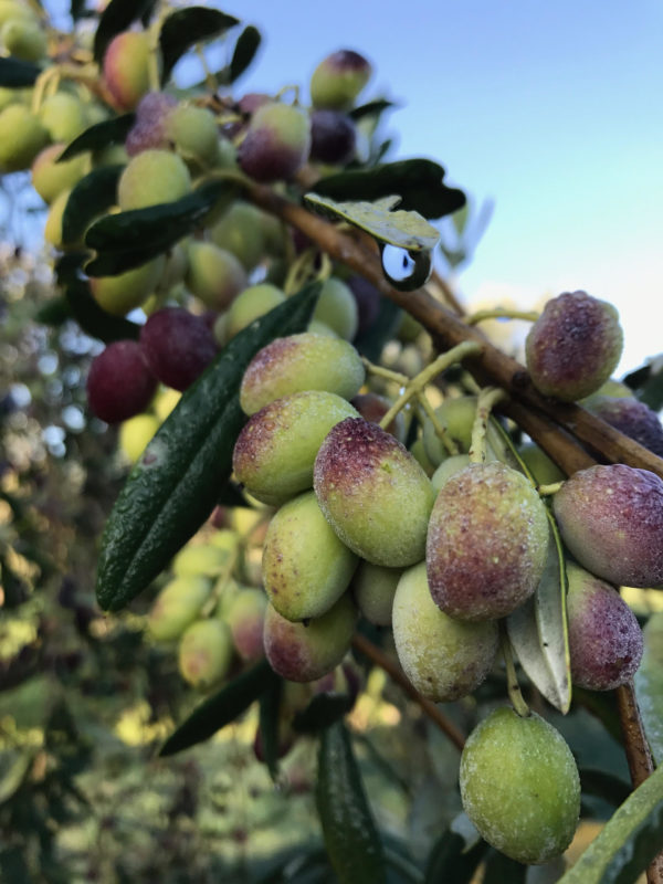 Olive Celline