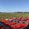 Fiaschetto del Sole