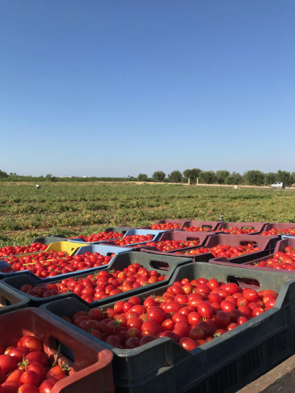 Fiaschetto del Sole